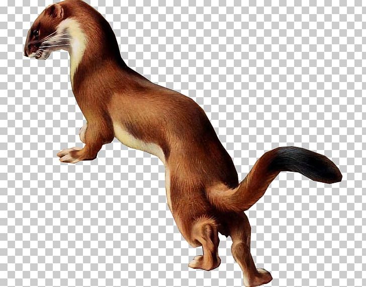 Animal Cartoon Mustelids Es PNG, Clipart, Animal, Animal Figure, Animals, Art, Carnivoran Free PNG Download