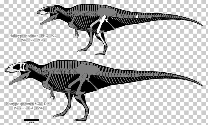 Carcharodontosaurus Giganotosaurus Acrocanthosaurus Tyrannotitan Velociraptor PNG, Clipart, Black And White, Bone, Carcharodontosauridae, Carcharodontosaurus, Carnosauria Free PNG Download