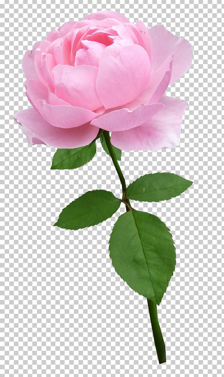 Garden Roses Centifolia Roses Floribunda Flower PNG, Clipart, Blume, Centifolia Roses, China Rose, Cut Flowers, Floribunda Free PNG Download