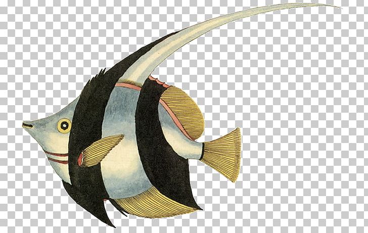 Angelfish Tropical Fish Goldfish PNG, Clipart, Angelfish, Animal, Animals, Aquarium, Beak Free PNG Download