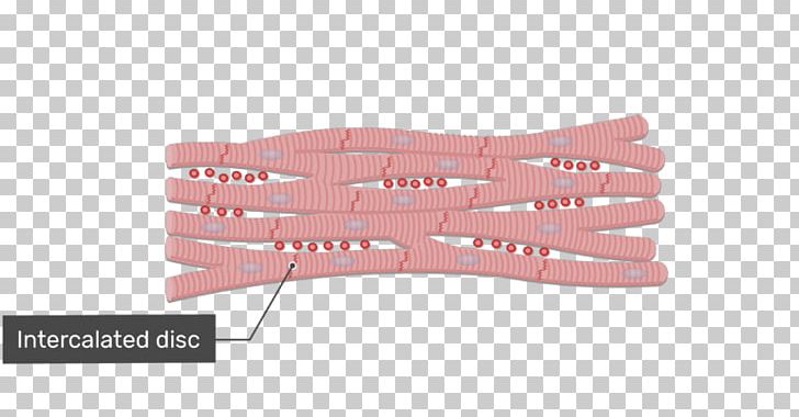 Cardiac Muscle Cell Intercalated Disc Muscle Tissue PNG, Clipart,  Free PNG Download