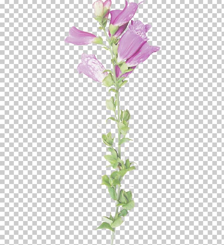 Cut Flowers Rose Family Plant Stem Petal PNG, Clipart, Cut Flowers, Dream, Family, Flower, Flowering Plant Free PNG Download