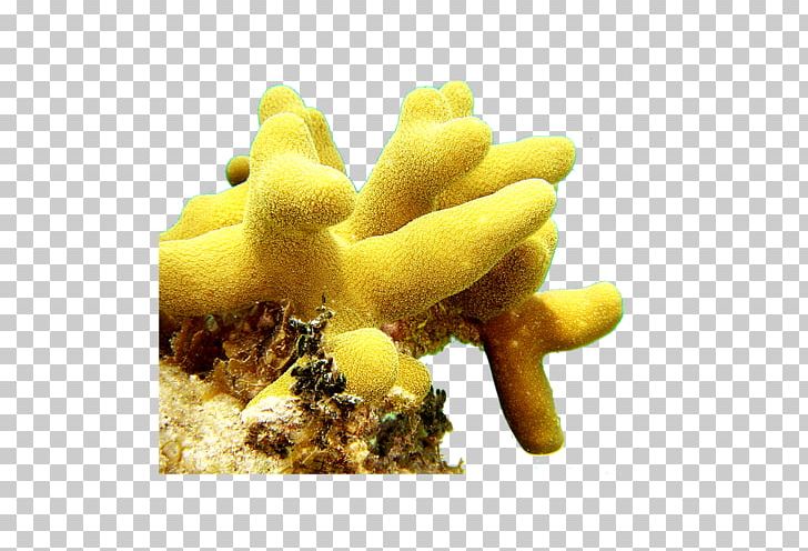 Encapsulated PostScript PNG, Clipart, Benthic Zone, Computer Icons, Coral, Coral Reef, Creature Free PNG Download
