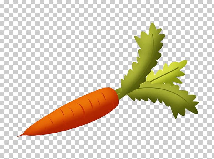Root Vegetables Carrot Fruit PNG, Clipart, Balloon Cartoon, Boy Cartoon, Carrot, Cartoon Character, Cartoon Cloud Free PNG Download