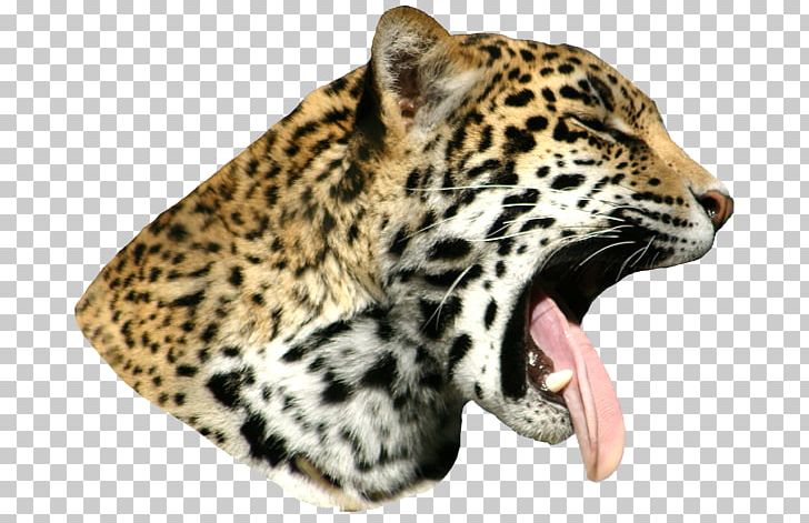 Snow Leopard Cheetah Whiskers Fur PNG, Clipart, Animal, Big Cats, Carnivoran, Cat Like Mammal, Cheetah Free PNG Download