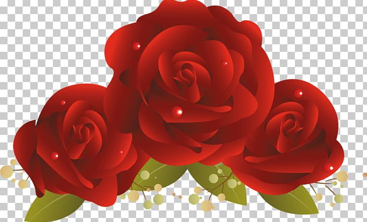 Garden Roses Cut Flowers Floral Design PNG, Clipart, Cut Flowers, Download, Festival, Floral Design, Floribunda Free PNG Download