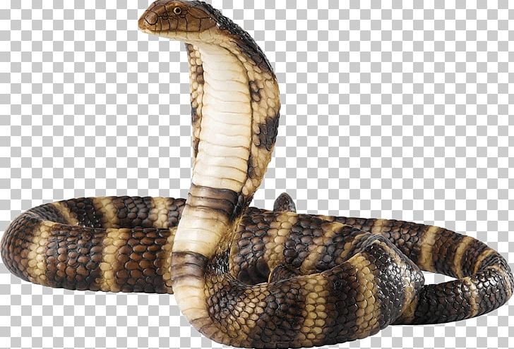 Snakes Reptile Portable Network Graphics Venomous Snake Rattlesnake PNG, Clipart, 3d Snake, Cobra, Cobras, Download, Eastern Diamondback Rattlesnake Free PNG Download