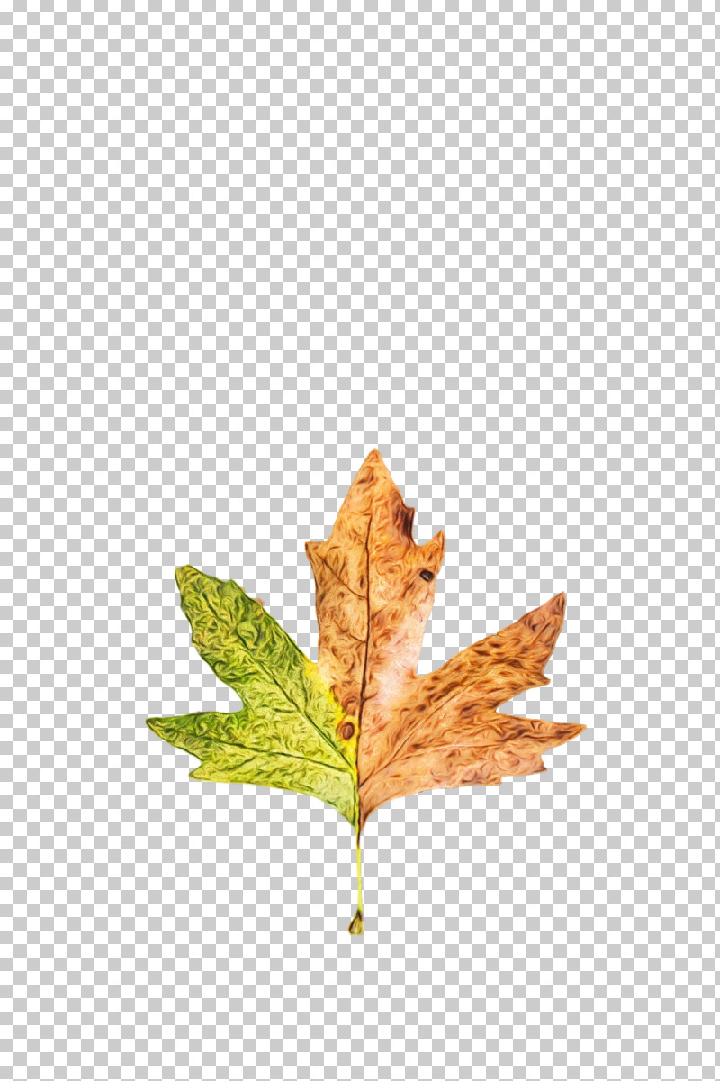 Leaf Maple Leaf / M M-tree Tree Science PNG, Clipart, Biology, Leaf, Maple Leaf M, Mtree, Paint Free PNG Download