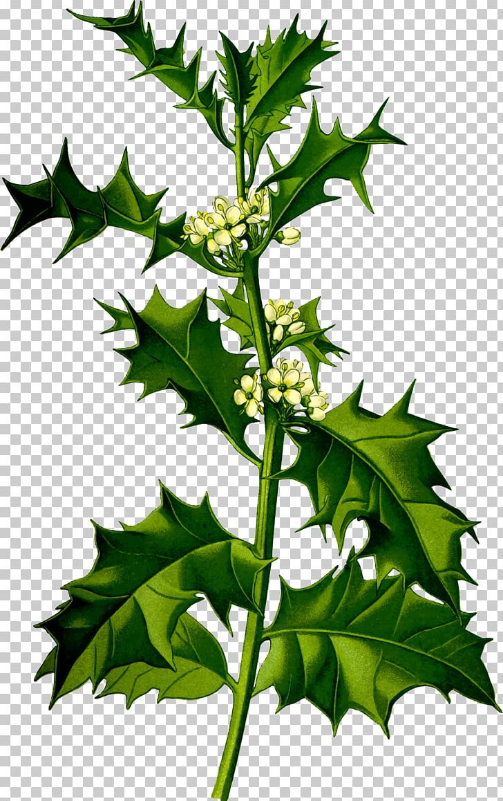 Common Holly Plant Shrub Species Tree PNG, Clipart, Aquifoliaceae, Aquifoliales, Branch, Broadleaved Tree, Common Holly Free PNG Download