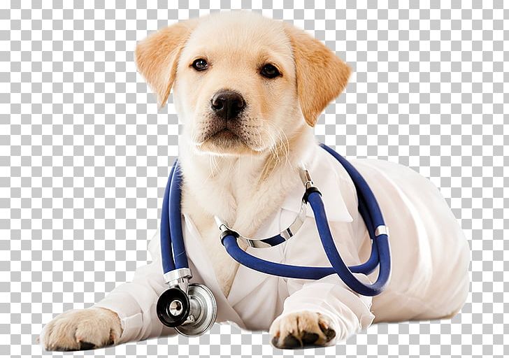 Dog Daycare Puppy Cat Veterinarian PNG, Clipart, Animals, Breed, Carnivoran, Cat, Companion Dog Free PNG Download
