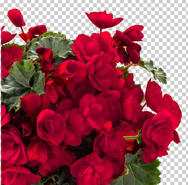 Garden Roses Centifolia Roses Red Wax Begonia Flower PNG, Clipart, Annual Plant, Begonia, Begonia Coccinea, Cachepot, Centifolia Roses Free PNG Download