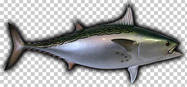 Mackerel Little Tunny Albacore Thunnus Oily Fish PNG, Clipart, Albacore, Atlantic Bluefin Tuna, Biology, Bonito, Bony Fish Free PNG Download