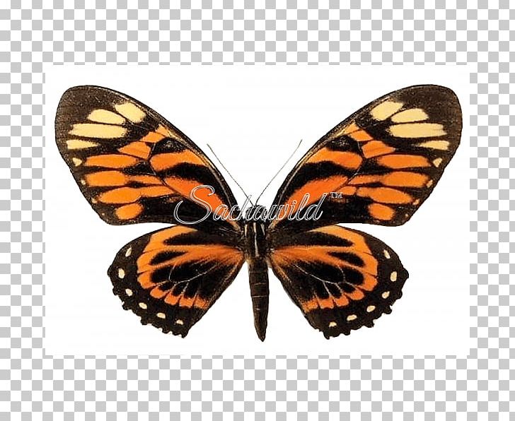 Monarch Butterfly Ulysses Butterfly Insect Swallowtail Butterfly PNG, Clipart, Arthropod, Brush Footed Butterfly, Butterflies And Moths, Butterfly, Insect Free PNG Download