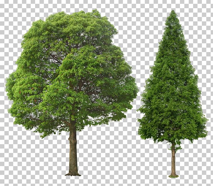 Tree PNG, Clipart, Architectural Rendering, Biome, Branch, Conifer, Desktop Wallpaper Free PNG Download