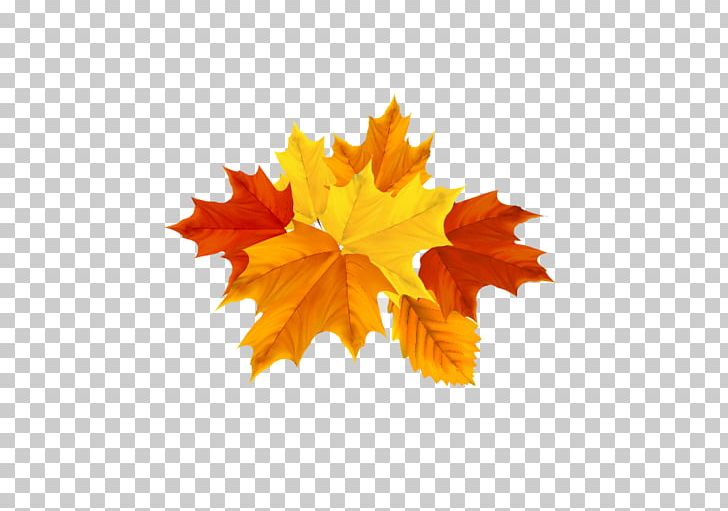 Autumn Leaf Color Maple Leaf PNG, Clipart, Autumn, Autumn Leaf Color, Autumn Leaves, Computer Wallpaper, Defoliation Free PNG Download