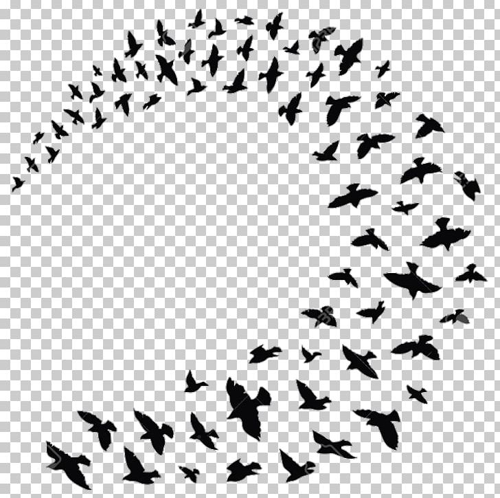 Flock Bird Columbidae Silhouette PNG, Clipart, Animal Migration, Animals, Area, Beak, Bird Free PNG Download