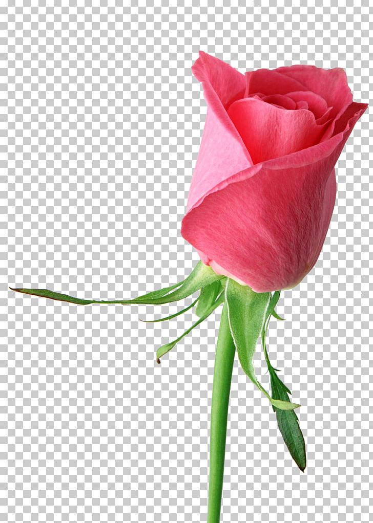 Rose Desktop Flower PNG, Clipart, Bud, Cut Flowers, Desktop Wallpaper, Floristry, Flower Free PNG Download