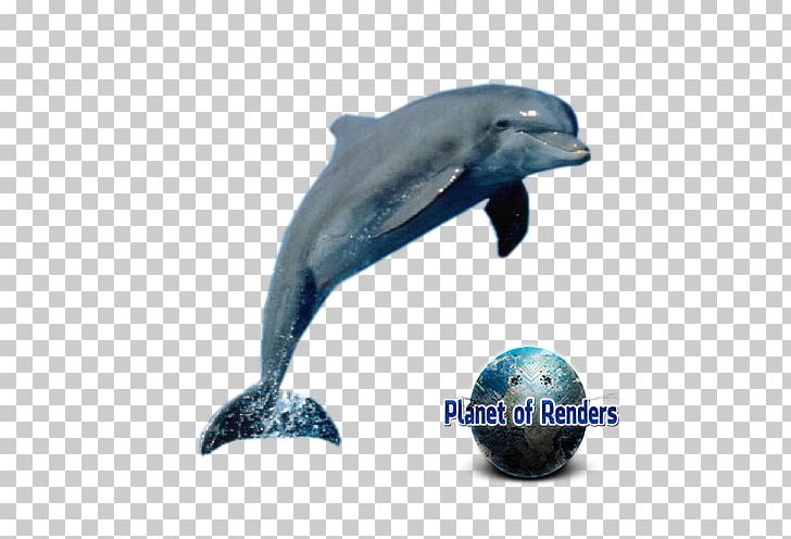 Short-beaked Common Dolphin Amazon.com Cetacea PNG, Clipart, Amazoncom, Animal, Animals, Cetacea, Common Bottlenose Dolphin Free PNG Download