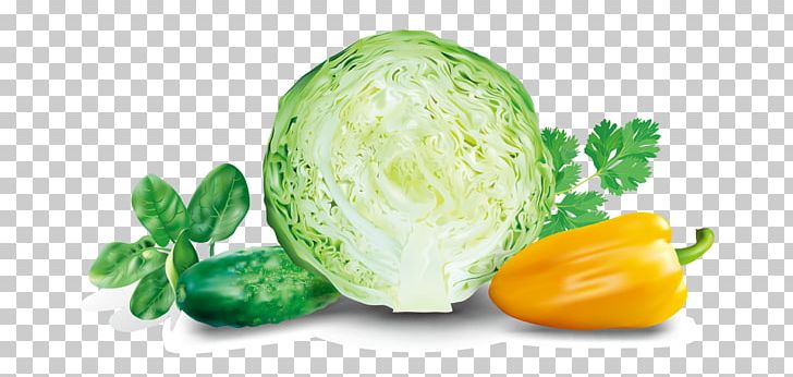 Cabbage Malfouf Salad Euclidean Vegetable PNG, Clipart, Cabbage Cartoon, Cabbage Leaves, Cabbage Vector, Cauliflower, Chinese Cabbage Free PNG Download