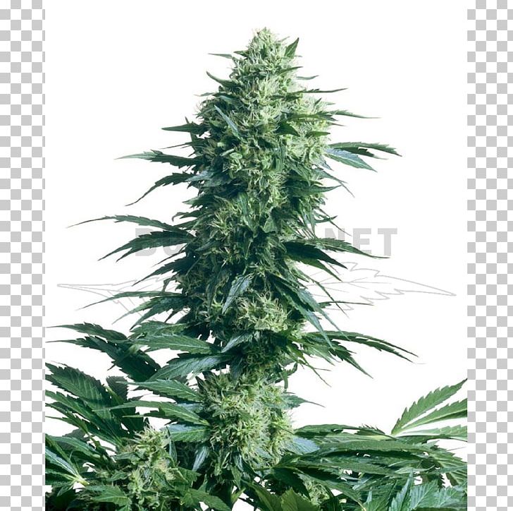 Sensi Seeds Autoflowering Cannabis Seed Bank PNG, Clipart, Autoflowering Cannabis, Cannabis, Cannabis Cultivation, Cannabis Sativa, Gene Bank Free PNG Download