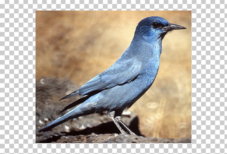 American Crow Blue Jay Bluebird Blackbird PNG, Clipart, American Crow, Animals, Beak, Bird, Blackbird Free PNG Download