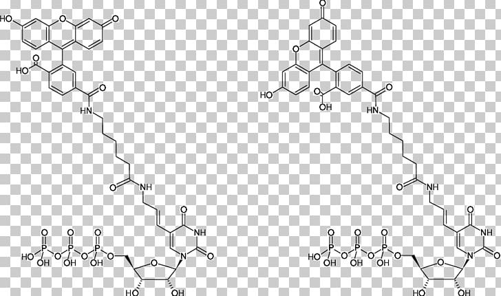DUTP Diphosphatase Fluorescein Aminoallyl Nucleotide Fluorescence PNG, Clipart, Angle, Area, Auto Part, Black And White, Body Jewelry Free PNG Download