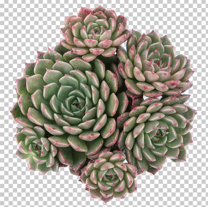 Echeveria Elegans Succulent Plant Leaf Variegation PNG, Clipart, Cactaceae, Clay, Cutting, Echeveria, Echeveria Elegans Free PNG Download