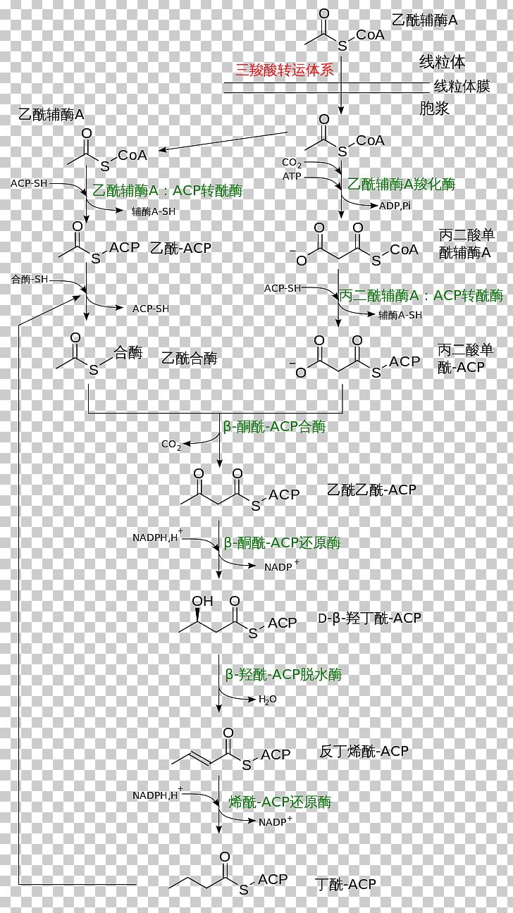 Fatty Acid Synthesis Chemical Synthesis Beta Oxidation PNG, Clipart, Acid, Angle, Area, Beta Oxidation, Biochemistry Free PNG Download