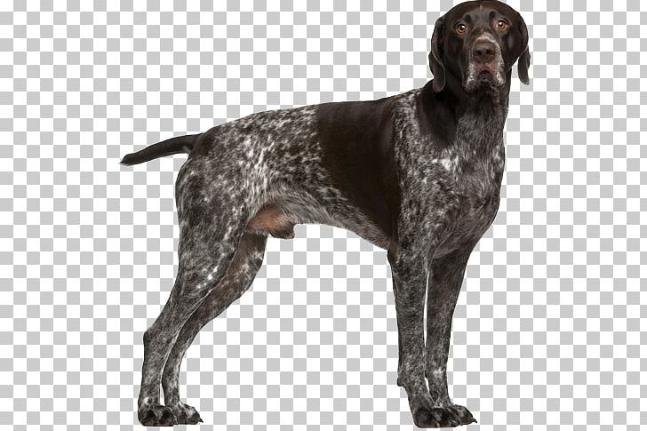 German Shorthaired Pointer Vizsla German Wirehaired Pointer German Shepherd PNG, Clipart, Braque D Auvergne, Breed, Carnivoran, Docking, Dog Free PNG Download