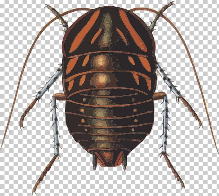 Giant Cockroaches Beetle Polyzosteria Mitchelli PNG, Clipart, Animals, Arthropod, Beetle, Blattidae, Blattodea Free PNG Download