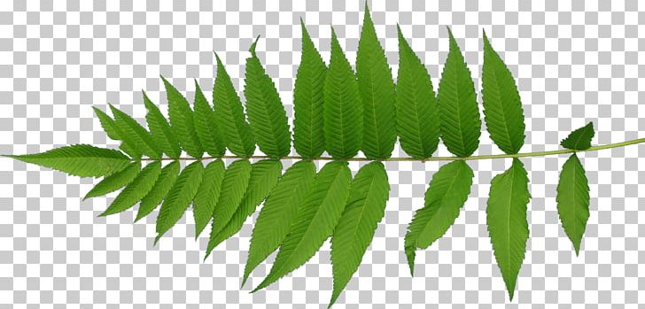 Leaf Texture Mapping Plant Stem PNG, Clipart, Botany, Fern, Grass, Green Leaves, Herbalism Free PNG Download
