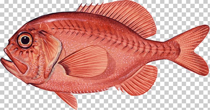 Northern Red Snapper Red Seabream Coral Reef Fish Marine Biology PNG, Clipart, Animal Figure, Animals, Biology, Coral, Coral Reef Free PNG Download