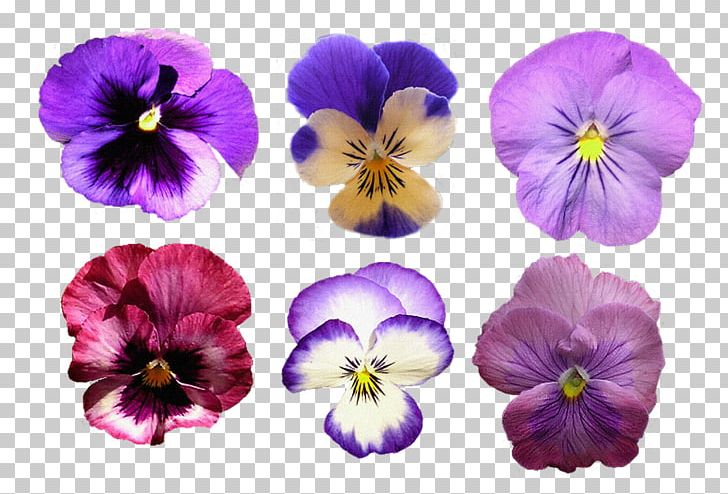 Pansy PNG, Clipart, Color, Digital Image, Download, Flower, Flowering Plant Free PNG Download