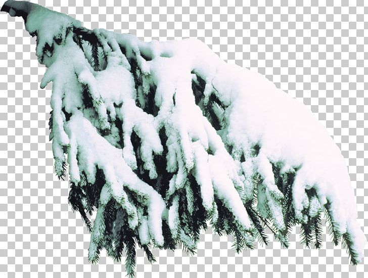 Spruce Tree Branch PNG, Clipart, Branch, Conifer, Desktop Wallpaper, Freezing, Information Free PNG Download