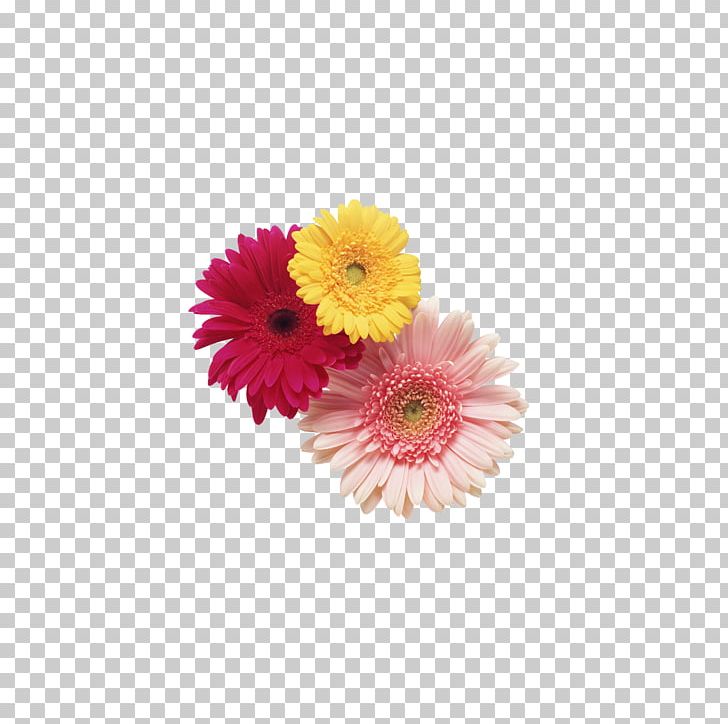 Transvaal Daisy Cut Flowers Stock Photography PNG, Clipart, Agriculture, Anthesis, Artificial Flower, Color, Culture Free PNG Download