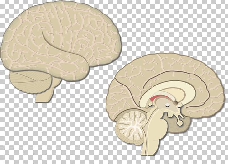 Cerebral Cortex Motor Cortex Brain Visual Cortex Sensory Cortex PNG, Clipart, Brain, Cerebral Cortex, Cortex, Fissure, Frontal Lobe Free PNG Download