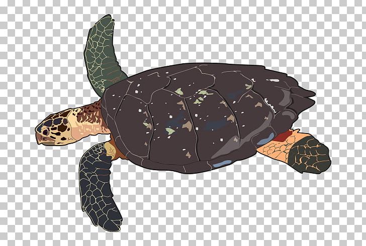 Loggerhead Sea Turtle Hawksbill Sea Turtle Leatherback Sea Turtle PNG, Clipart, Animal, Animals, Box Turtle, Canal, Del Free PNG Download
