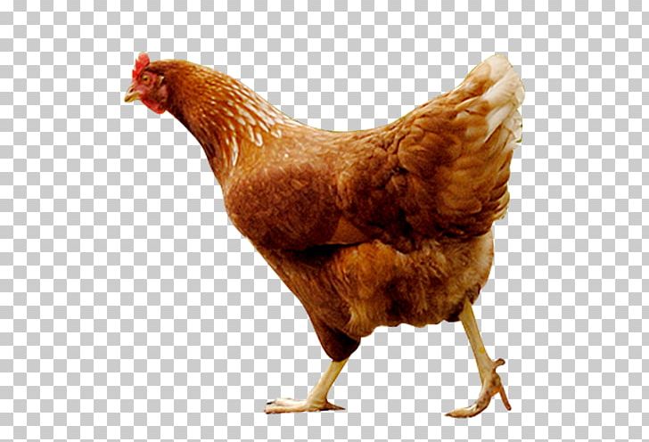 Rooster Chicken As Food Free Range Free-range Eggs PNG, Clipart, Animals, Backcountrycom, Beak, Beef, Bird Free PNG Download