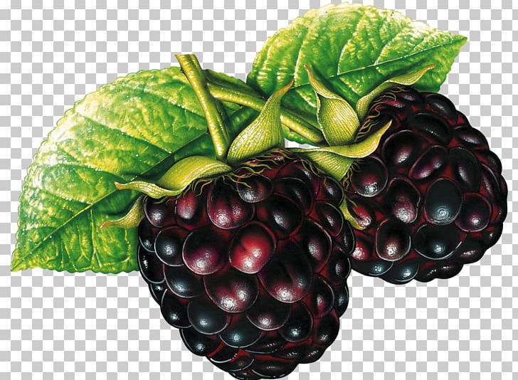 Blackberry PNG, Clipart, Blackberry Free PNG Download