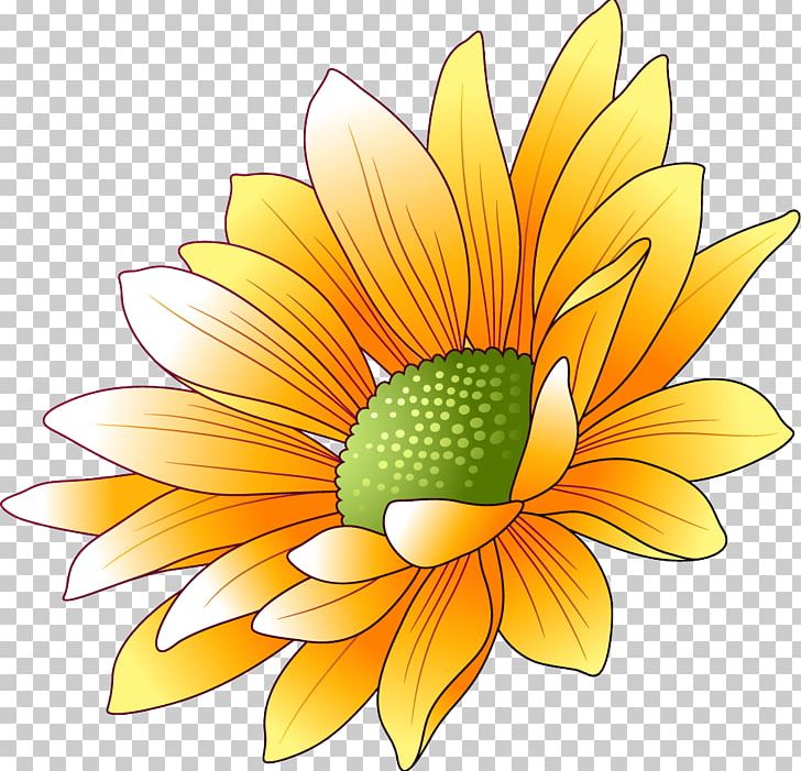 Common Sunflower PNG, Clipart, Blossom, Chrysanths, Common Daisy, Common Sunflower, Conifer Cone Free PNG Download