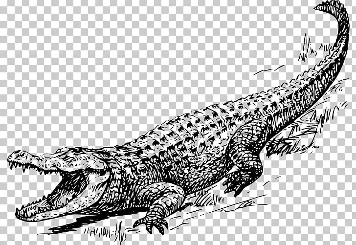 Crocodile American Alligator Chinese Alligator PNG, Clipart, Alligator, Alligator Clipart, American Alligator, Animals, Black And White Free PNG Download