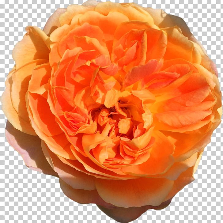 Garden Roses Cabbage Rose Mother's Day Floribunda Petal PNG, Clipart,  Free PNG Download