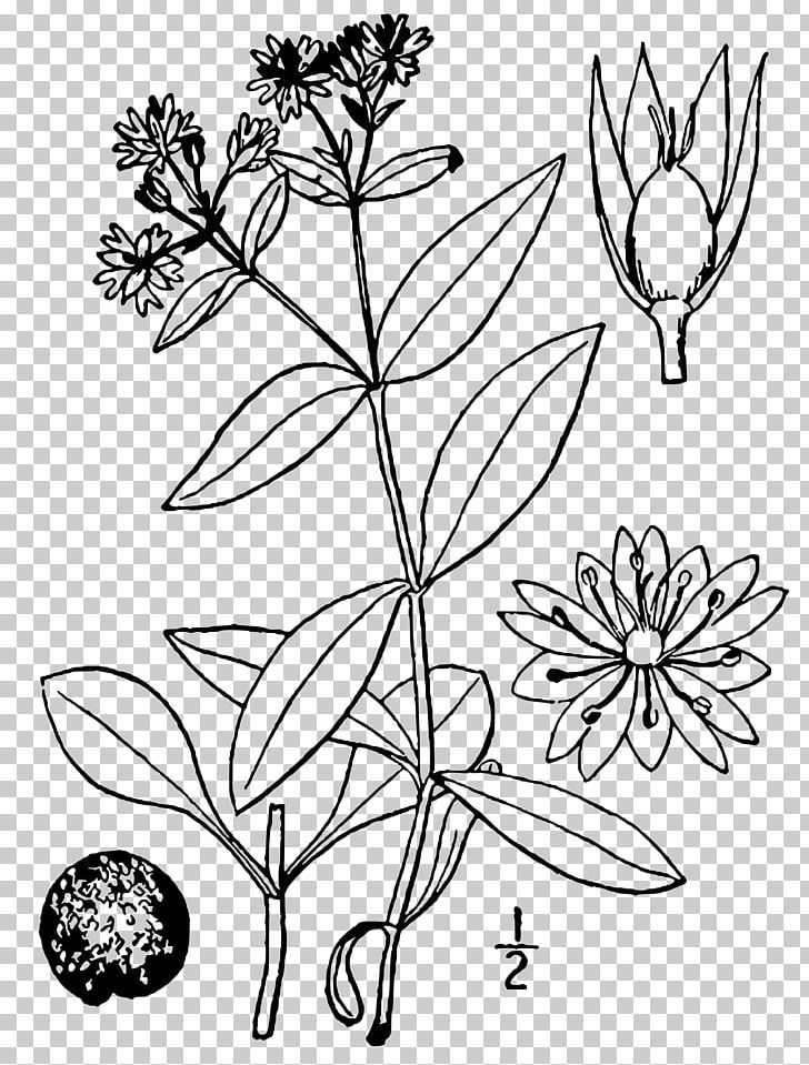 Star Chickweed Twig Dicotyledon Plant Stem PNG, Clipart, Black And White, Branch, Cut Flowers, Dicotyledon, Drawing Free PNG Download