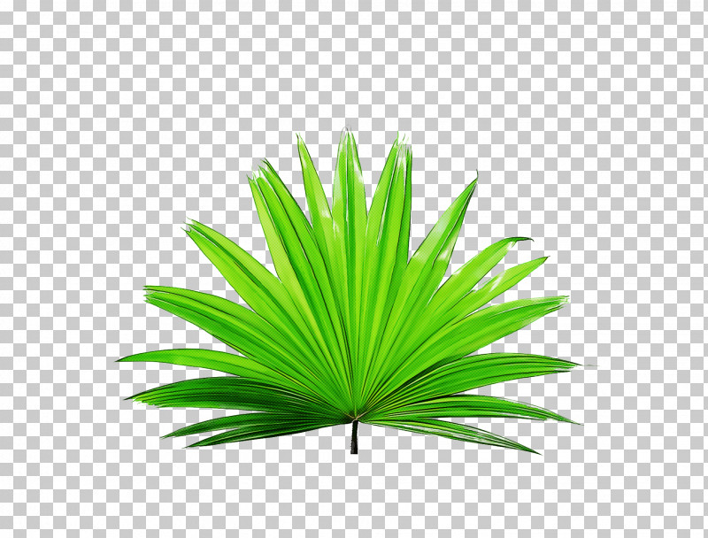Palm Trees PNG, Clipart, Branch, Drawing, Leaf, Leaf Blower, Logo Free PNG Download