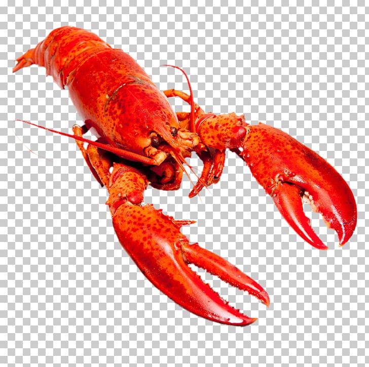 American Lobster Homarus Gammarus Shrimp And Prawn As Food Red Lobster PNG, Clipart, Animals, Animal Source Foods, Cartoon Lobster, Crab, Crayfish Free PNG Download