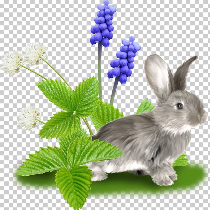 Domestic Rabbit Hare PNG, Clipart, Animals, Domestic Rabbit, Download, Flower, Fundal Free PNG Download