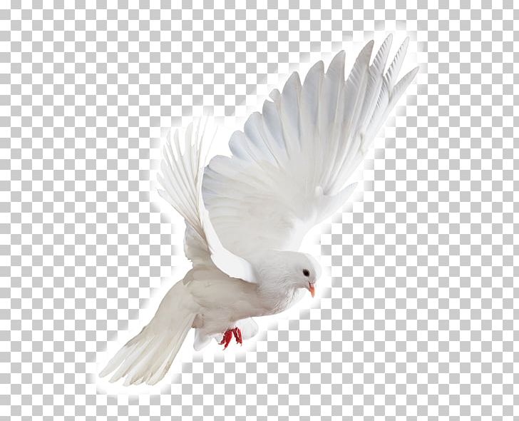 Stock Photography PNG, Clipart, Beak, Bird, Dove, Feather, Fotosearch Free PNG Download