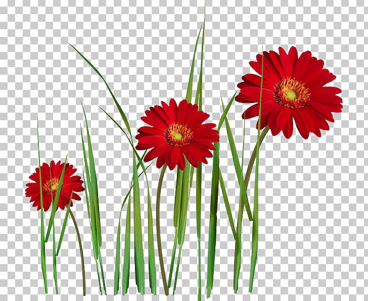Transvaal Daisy Flower Bouquet Garden Roses Red PNG, Clipart, Annual Plant, Blanket Flowers, Color, Cream, Dahlia Free PNG Download