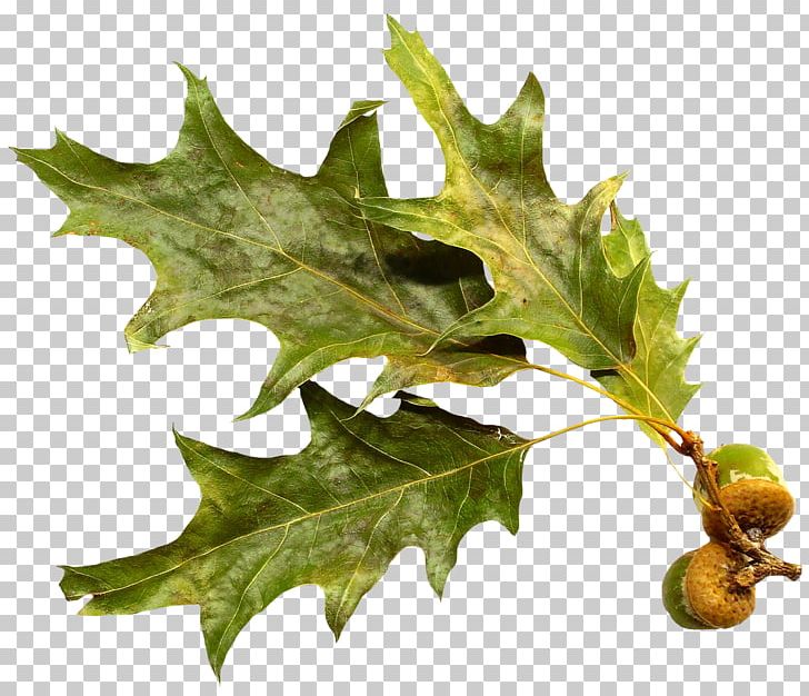 Leaf Oak Branch PNG, Clipart, Acorn, Branch, Conifer Cone, Leaf, Lossless Compression Free PNG Download