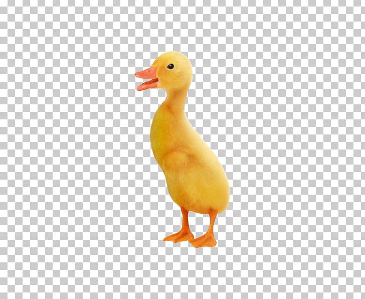 Little Yellow Duck Project Goose PNG, Clipart, Animals, Beak, Bird, Chicken, Creative Background Free PNG Download